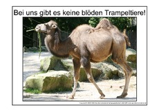 Blödes-Trampeltier-1.pdf